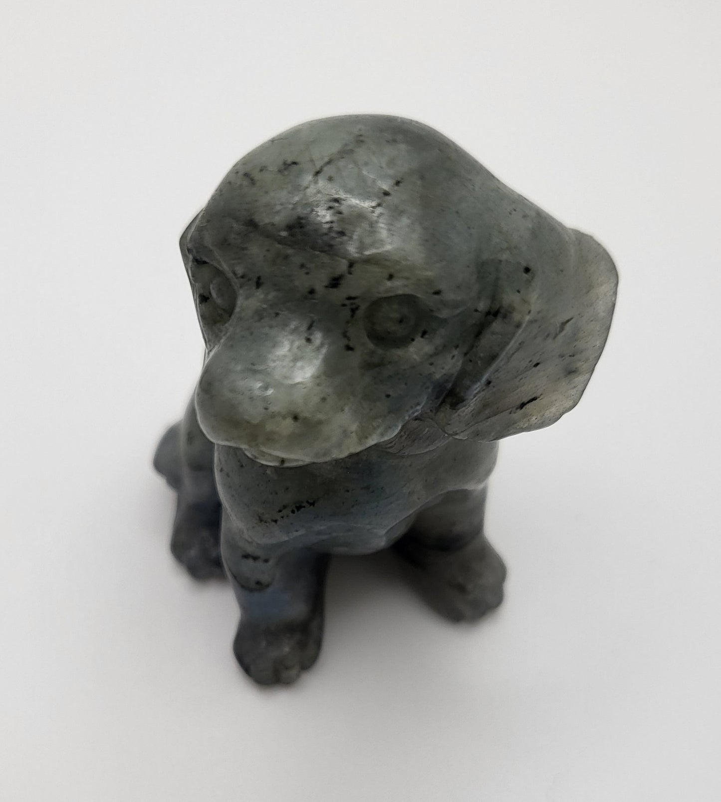 Dogs - Variety Of Colors